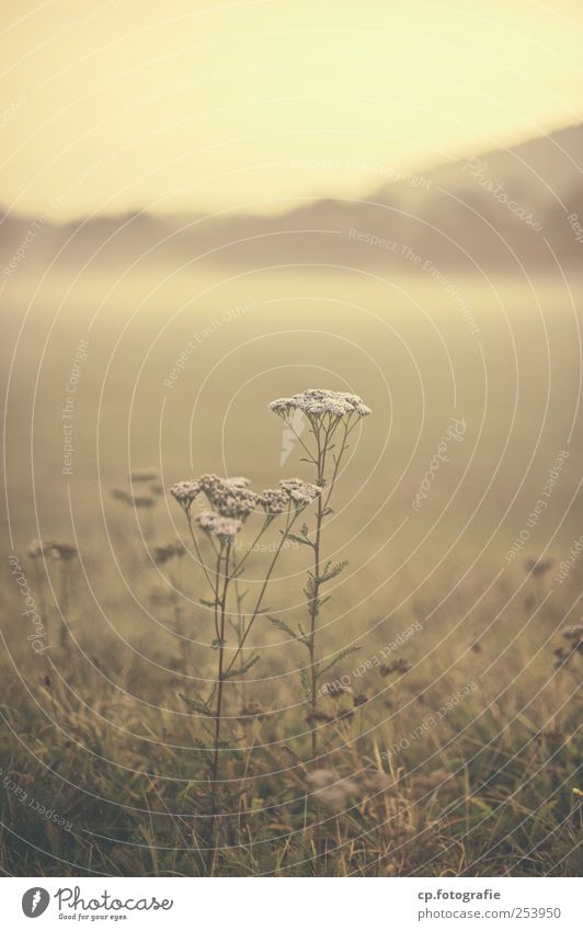 bank of fog Landscape Plant Autumn Beautiful weather Fog Wild plant Meadow Cold Exterior shot Dawn Shallow depth of field