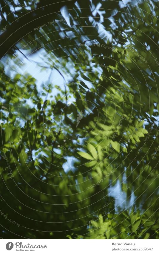 reflection leaves water sky Environment Nature Water Summer Tree Leaf Park Brook Emotions Moody Turbulence Movement Eternity River Green Blue Black Transience