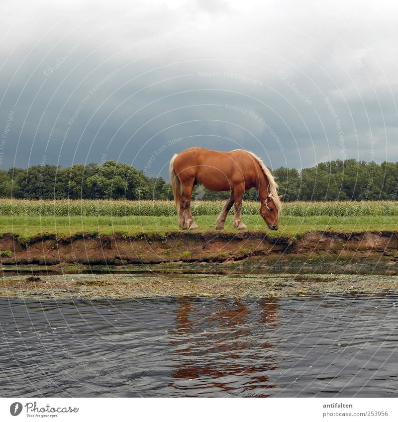 hen night Nature Animal Earth Water Sky Clouds Storm clouds Summer Grass Bushes Meadow Field River bank Brook Pasture Wild animal Horse Animal face Pelt Paw 1