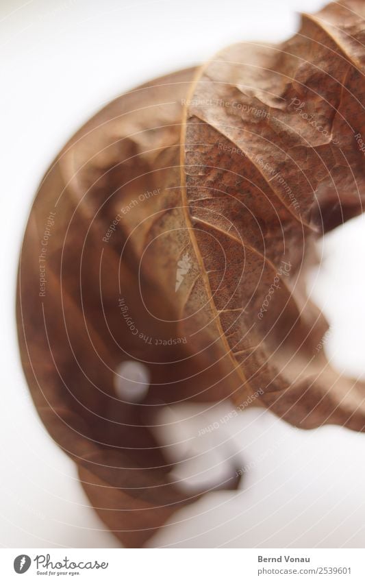 Autumn picture Leaf Thin Dry Brown Death Time Autumn leaves Log Fragile Delicate Holiday season Seasons Colour photo Interior shot Studio shot