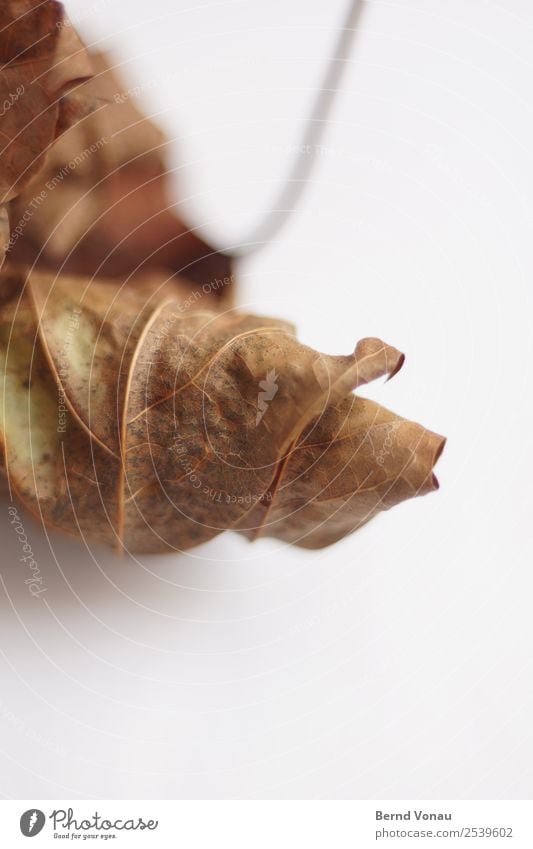 Autumn foliage Leaf Thin Dry Brown Death Time Autumn leaves Log Fragile Delicate Holiday season Seasons Colour photo Interior shot Studio shot