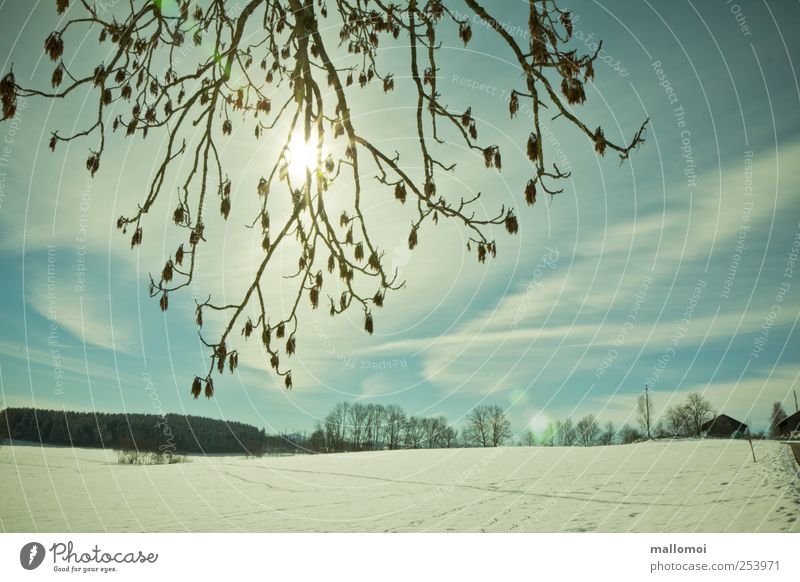 Winter sun shines through branches over snowfield Winter vacation Snowscape Winter morning Sky Clouds Twigs and branches Sun Sunlight Climate Climate change