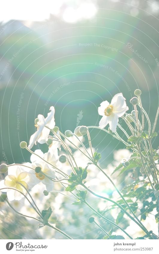 all the best Summer Plant Flower Grass Park Meadow Blossoming Esthetic Happy Beautiful Green White Joy Happiness Joie de vivre (Vitality) Spring fever