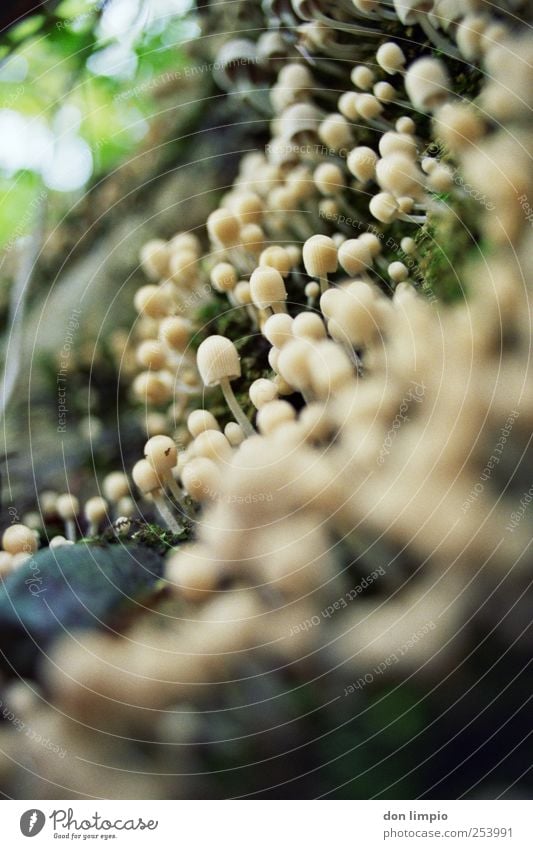 growth Food Mushroom Nature Autumn Growth Small Beginning Analog Colour photo Macro (Extreme close-up) Day Worm's-eye view