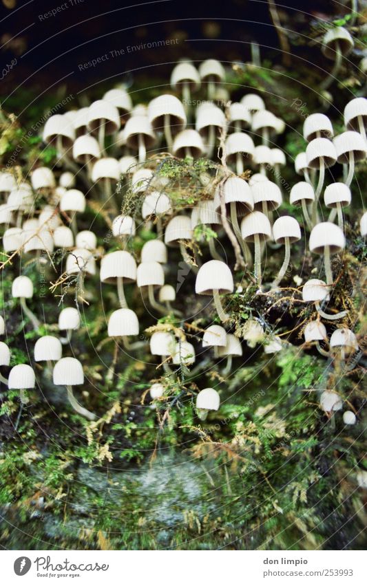 growth 2 Mushroom Nature Autumn Moss Growth Together Small Analog Colour photo Macro (Extreme close-up) Worm's-eye view