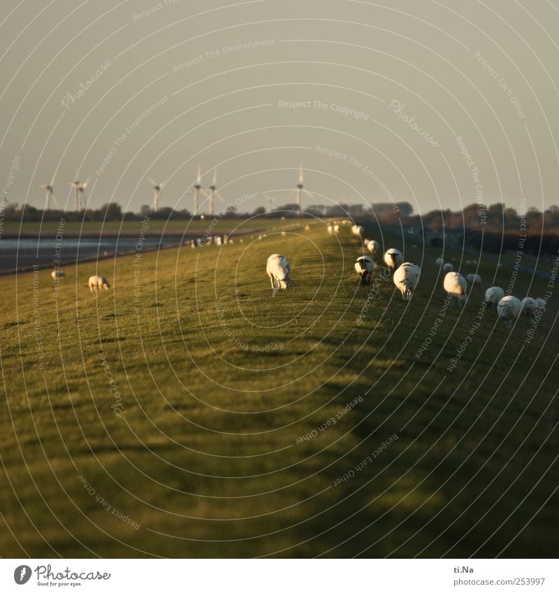 lawn mower column Summer Autumn Coast North Sea Dike Farm animal Sheep Herd To feed Walking Hiking Natural Wild Green White Tourism Environment