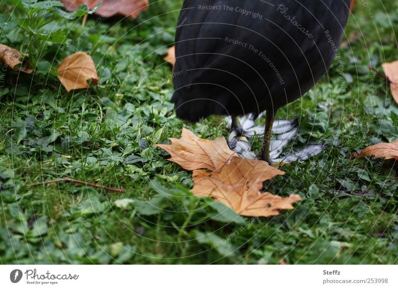 on a large foot Coot Bird Feet Patient patience on a big foot feet waiting Wild bird Hind quarters Rear view Animal Feet differently Maple leaf maple leaves