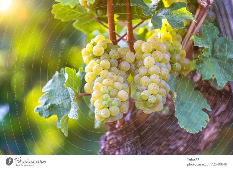 Grapes 5 Summer Environment Nature Plant Esthetic Bunch of grapes Wine Alcoholic drinks Vine Colour photo Exterior shot Deserted