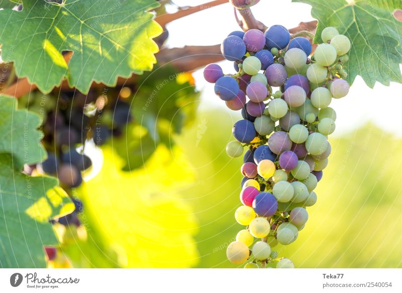 Grapes 3 Summer Environment Nature Plant Esthetic Wine Bunch of grapes Alcoholic drinks Vine Colour photo Exterior shot Deserted