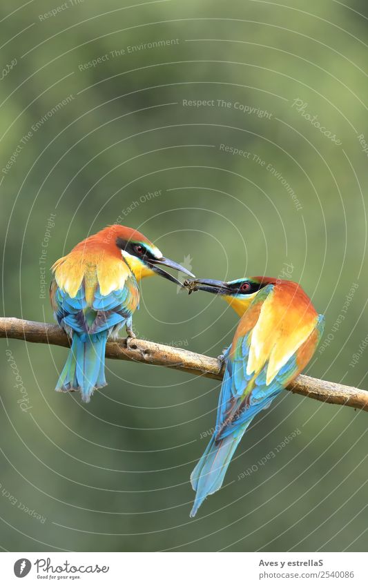 Couple of european bee-eater Exotic Beautiful Safari Nature Animal Field Wild animal Bird Fly Bee 2 Group of animals Animal family Love Authentic Free Happy