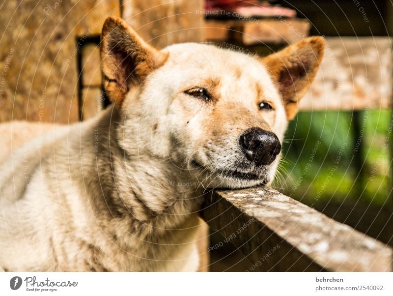 You're not supposed to wake up sleeping dogs! Vacation & Travel Tourism Trip Adventure Far-off places Freedom Dog Animal face 1 Sleep Beautiful Asia Street dog