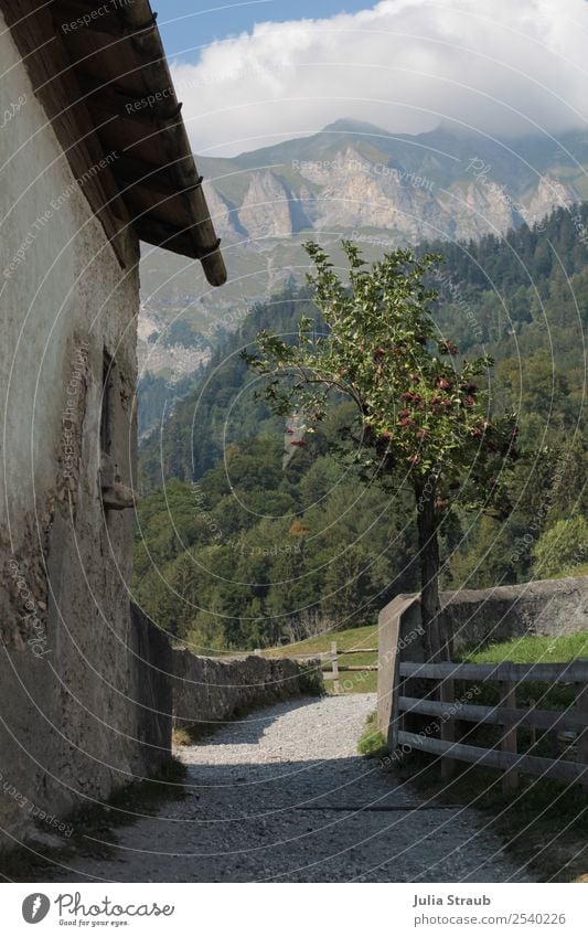 Switzerland way mountains tree Nature Landscape Clouds Sun Summer Tree Grass Apple tree Garden Mountain Peak House (Residential Structure) Wall (barrier)