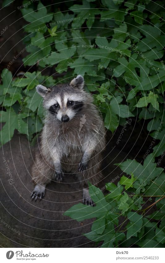 The innocence in person. Environment Nature Summer Tree Bushes Leaf Garden Park New York City Manhattan USA Tourist Attraction Central Park Mask Animal