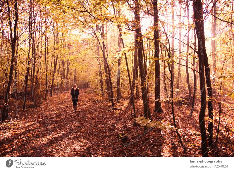 autumn walk 1 Human being Sunlight Autumn Tree Forest Automn wood Autumnal landscape Autumn leaves Autumnal colours Walking Red To go for a walk Sunbeam