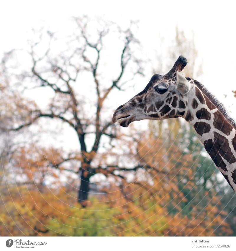 Autumn at the zoo Nature Animal Sky Weather Tree Leaf Park Wild animal Animal face Pelt Zoo Giraffe berlin zoo 1 Stand Esthetic Beautiful Brown Multicoloured