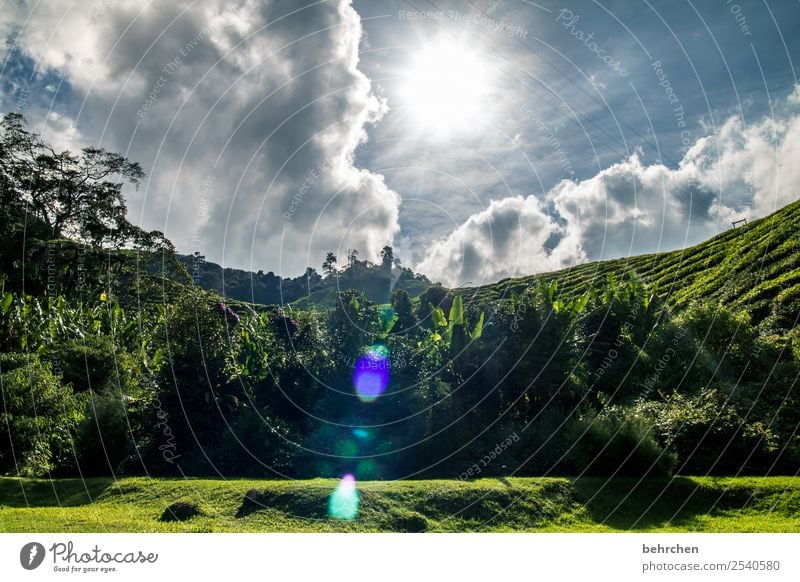 Transformation after rain comes sun Vacation & Travel Tourism Trip Adventure Far-off places Freedom Nature Landscape Sky Clouds Sun Tree Bushes Leaf Banana tree