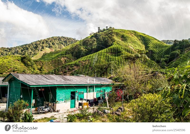 Home Vacation & Travel Tourism Trip Adventure Far-off places Freedom Nature Landscape Tree Bushes Tea plants Tea plantation Field Virgin forest Hill Mountain