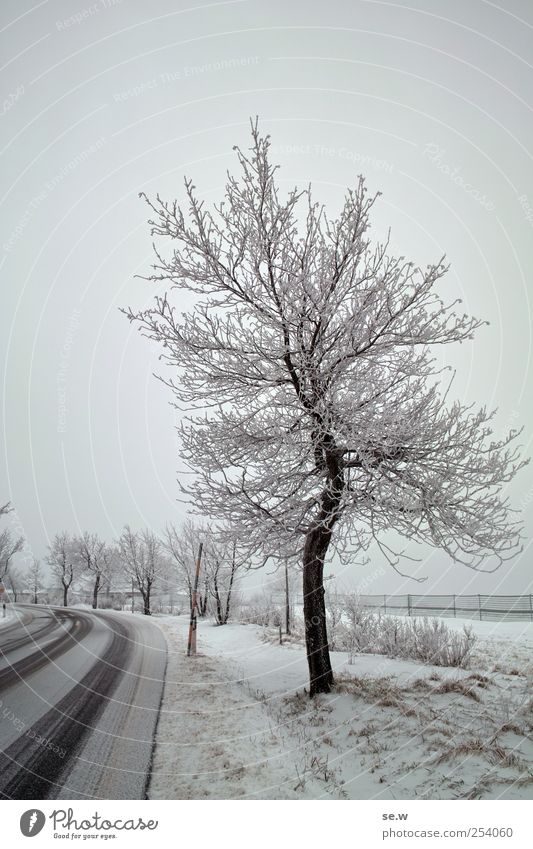 tree Sky Winter Fog Snow Tree Field Street Driving Cold Virgin snow Colour photo Exterior shot Deserted Twilight Contrast Silhouette Long shot