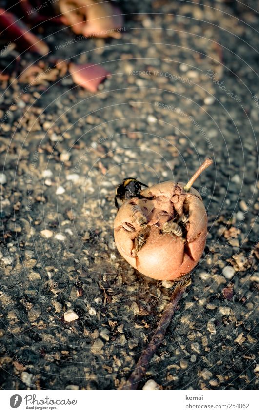 [CHAMANSÜLZ 2011] Darth Vader Food Fruit Pear Nature Animal Autumn Windfall Street Lanes & trails Wild animal Bee Bumble bee Insect 4 Group of animals Gravel