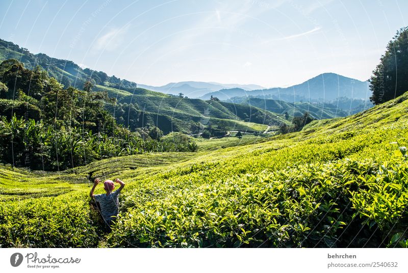 border crossing | discover new ways Vacation & Travel Tourism Trip Adventure Far-off places Freedom Nature Landscape Plant Tree Leaf Agricultural crop