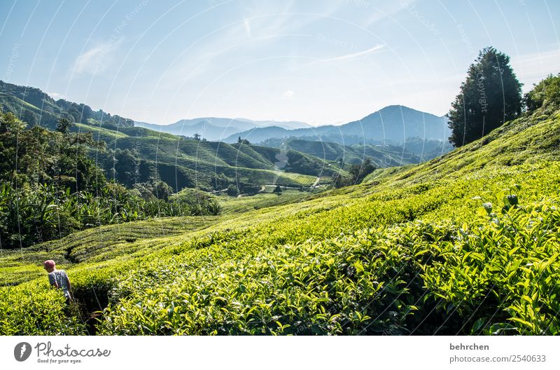 walk in the tea Vacation & Travel Tourism Trip Adventure Far-off places Freedom Boy (child) Infancy Nature Landscape Plant Tree Bushes Leaf Agricultural crop