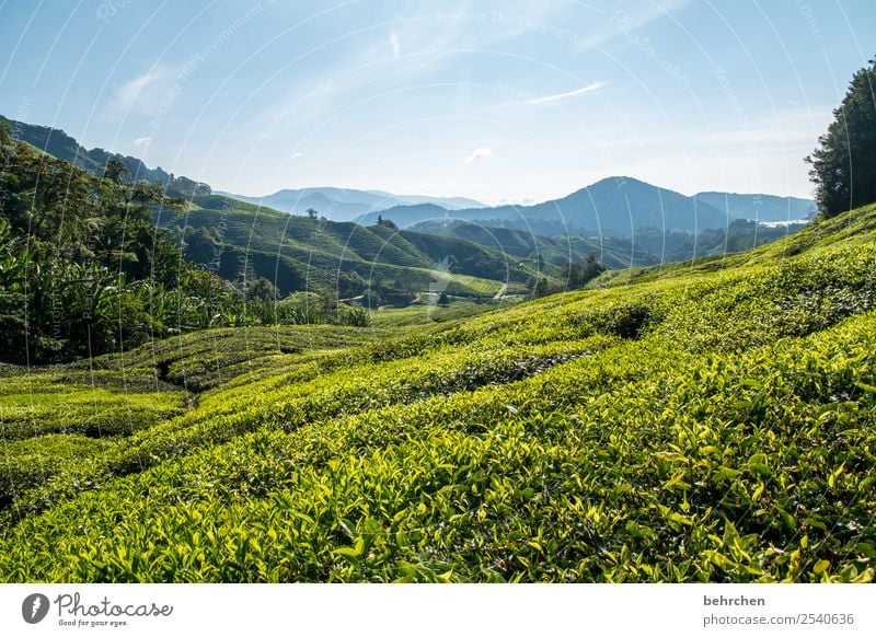 tea break Malaya cameron highlands Tea Tea plants Tea plantation wide Far-off places Wanderlust travel Vacation & Travel Tourism Trip Adventure Freedom Nature