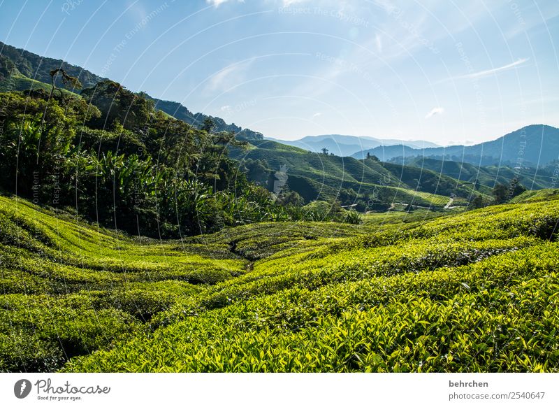 drive to the green Vacation & Travel Tourism Trip Adventure Far-off places Freedom Nature Landscape Sky Tree Bushes Leaf Tea plants Tea plantation Field