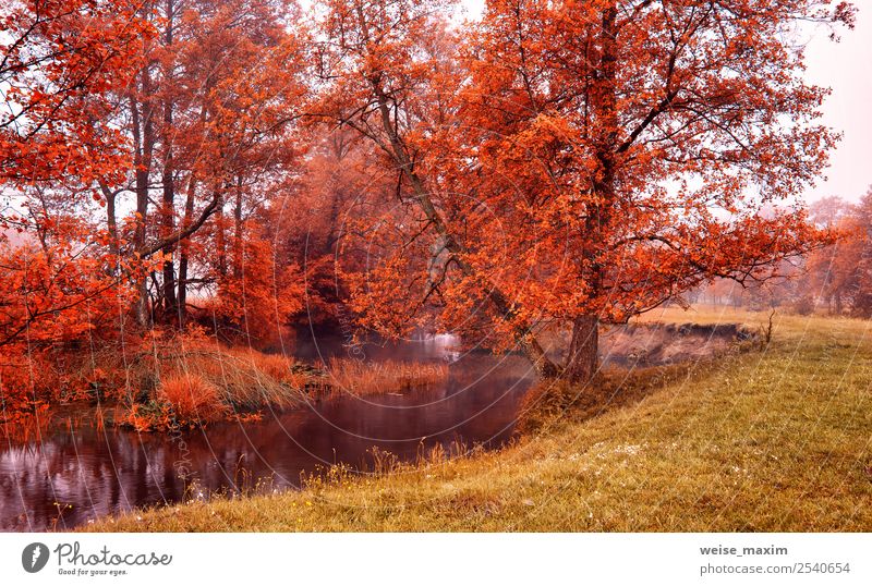 Autumn colorful sunrise on the foggy calm river Beautiful Nature Landscape Elements Sand Water Sky Sunrise Sunset Beautiful weather Fog Tree Grass Leaf Park