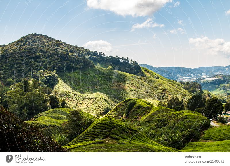 Light and shadow Vacation & Travel Tourism Trip Adventure Far-off places Freedom Nature Landscape Sky Clouds Beautiful weather Tree Grass Bushes Tea plants