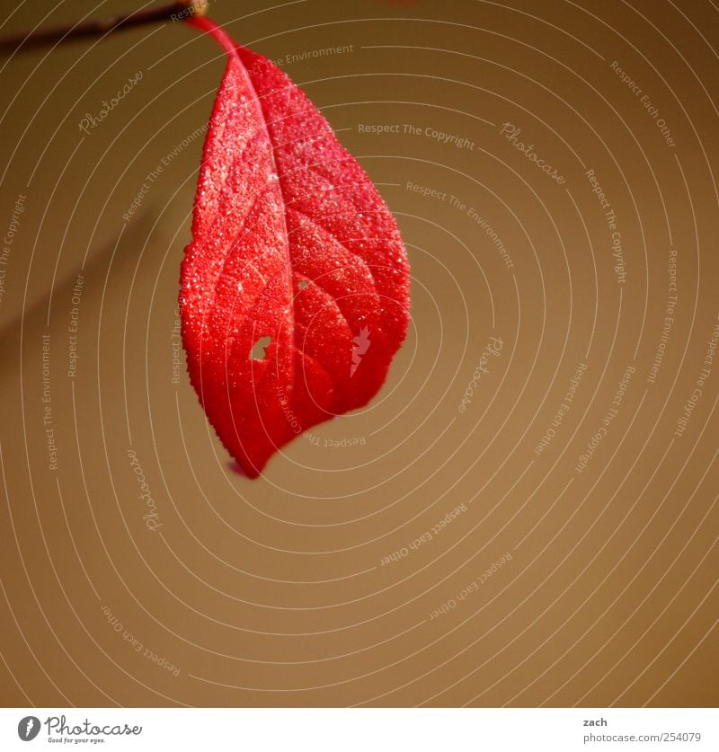 The summer was very big Environment Nature Plant Autumn Fog Tree Leaf Twig Branch Wood Hang Brown Gold Seasons Red Colour photo Subdued colour Exterior shot