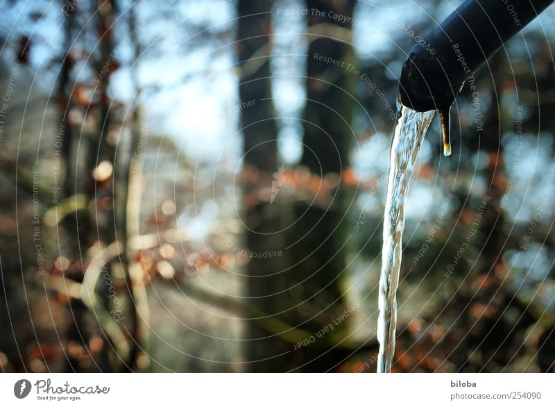 Being in flow Nature Landscape Plant Water Summer Autumn Winter Forest Drop Clean Blue Brown White Transparent Drinking water Movement Subdued colour