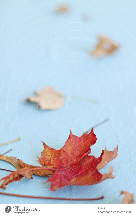 Leaves II [CHAMANSÜLZ] Environment Nature Plant Autumn flaked Foliage plant Lie To dry up natural Dry Blue Red Climate Transience Change Autumn leaves Autumnal