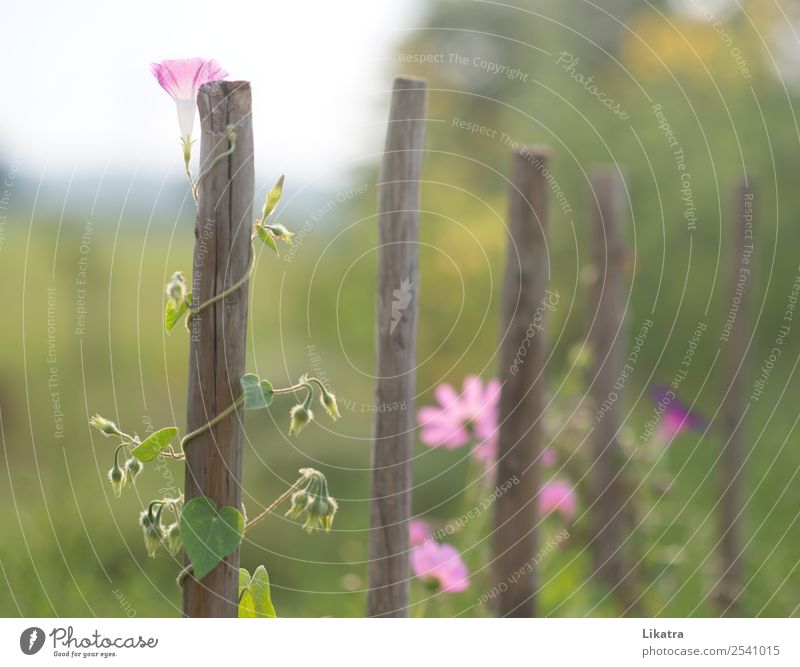 garden dream Summer Garden Nature Plant Sunlight Beautiful weather Flower Blossom Common morning glory Creeper Cosmos Blossoming Success Natural Positive Wild