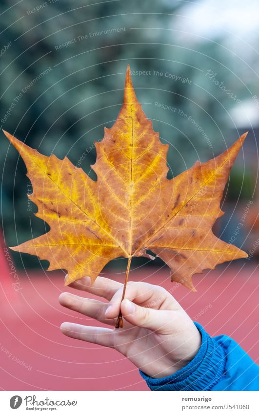 Hand holding a leaf Nature Plant Autumn Weather Rain Tree Leaf Park Colour Romania Timisoara Seasons spring Consistency Colour photo Exterior shot