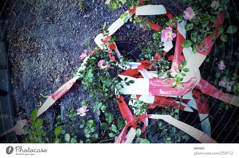 Hand in hand through the barrier tape Earth Plant Flower Leaf Blossom Barrier site tape Authentic Dirty Simple Wild Green Pink Red White Dangerous Chaos Colour