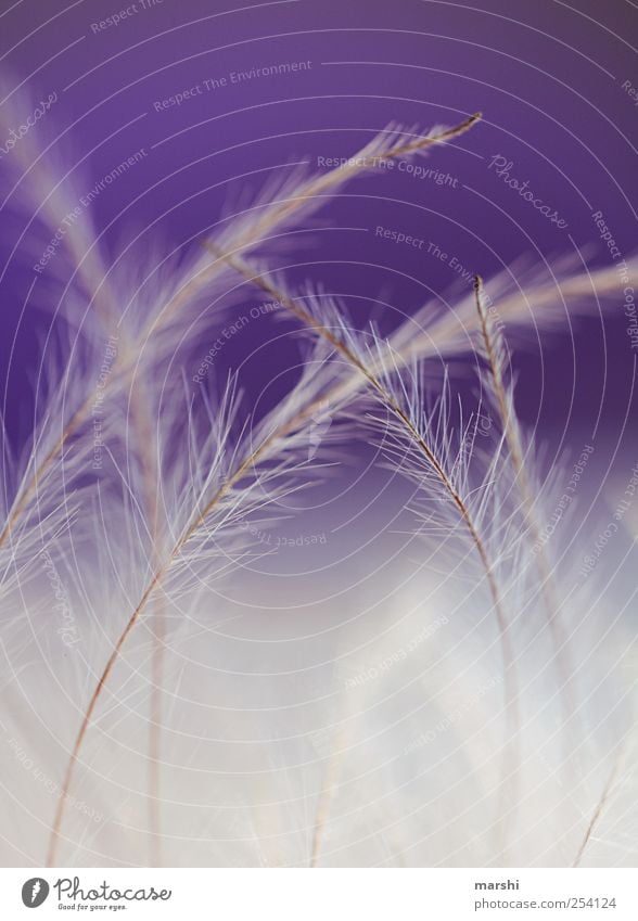 soft sensors Plant Soft Violet White Metal coil Feeler Colour photo Close-up Detail Macro (Extreme close-up) Blur