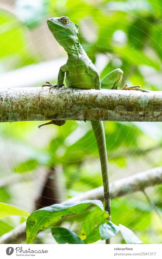 Basilisk in Punta Cahuita National Park Beautiful Garden Man Adults Nature Animal Tree Forest Virgin forest Natural Cute Wild Brown Yellow Green basilisk lizard