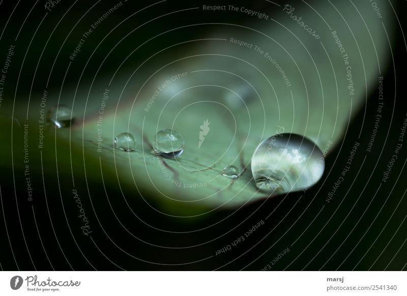 Crossing the border | At the abyss Life Harmonious Drops of water Plant Leaf Dark Authentic Fresh Cold Natural Green Power Patient Calm Endurance Purity Hope