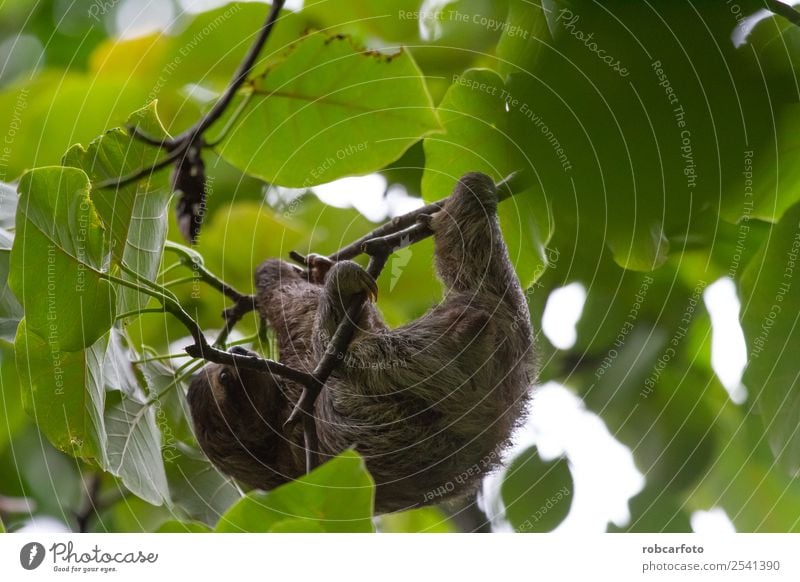 Lazy bear in Punta Cahuita Climbing Mountaineering Baby Animal Tree Forest Virgin forest Fur coat Sleep Cute Brown Green Sloths Ribs rica america Tropical