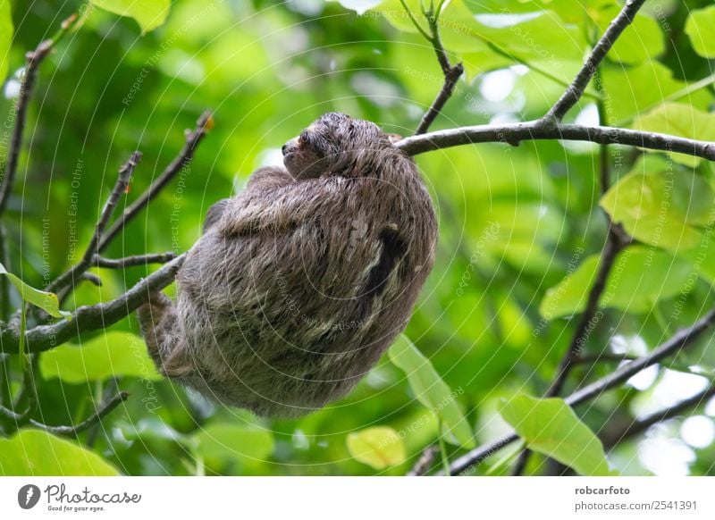 Lazy bear in Punta Cahuita Climbing Mountaineering Baby Animal Tree Forest Virgin forest Fur coat Sleep Cute Brown Green Sloths Ribs rica america Tropical