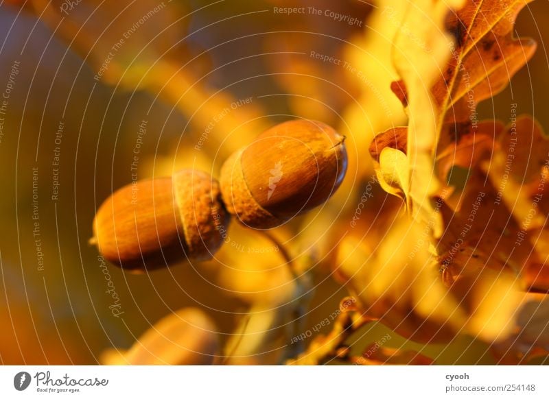 acorns Nature Plant Autumn Tree Leaf Oak tree Acorn Fruit autumn fruit Autumnal colours Illuminate Growth Brown Orange Multicoloured Colour photo Exterior shot