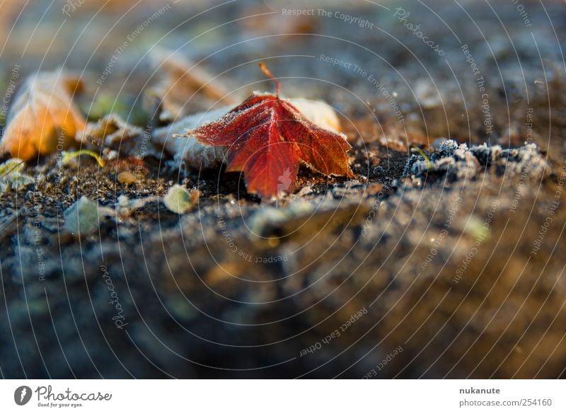 first winter messengers Garden Nature Plant Earth Sunlight Autumn Ice Frost Tree Leaf Old Freeze Lie Illuminate Esthetic Natural Brown Yellow Red Black Moody