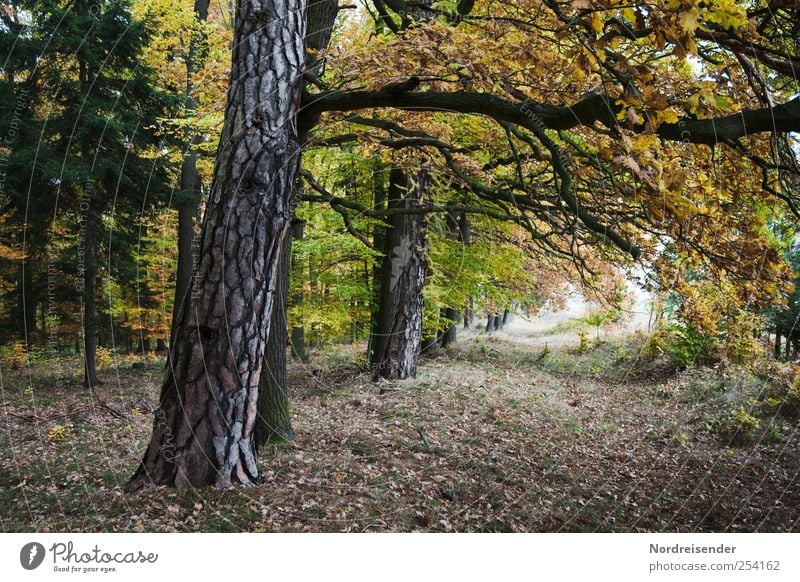 autumn tunnel Senses Relaxation Calm Meditation Hiking Nature Landscape Plant Autumn Forest Lanes & trails Serene Moody Change Mixed forest Oak tree Tree trunk