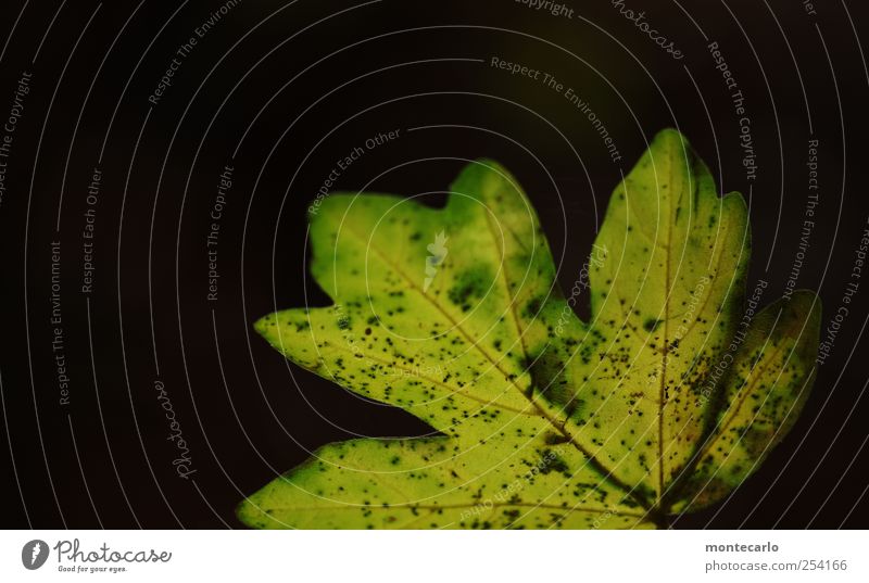 Black & Green Environment Nature Plant Autumn Beautiful weather Leaf Foliage plant Wild plant Dark Simple Dry Colour photo Multicoloured Exterior shot Close-up