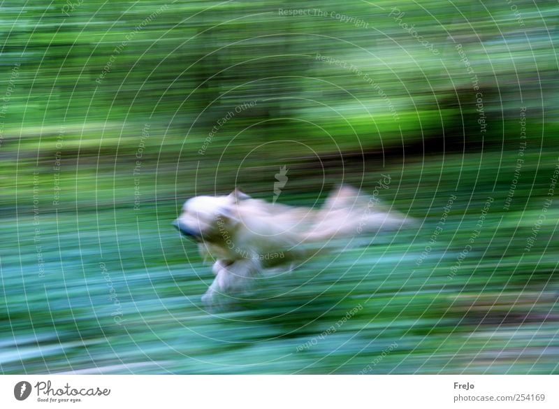 dog on the run Pet Dog 1 Animal Movement Walking Jump Green Power Endurance Golden Retriever Colour photo Experimental Day