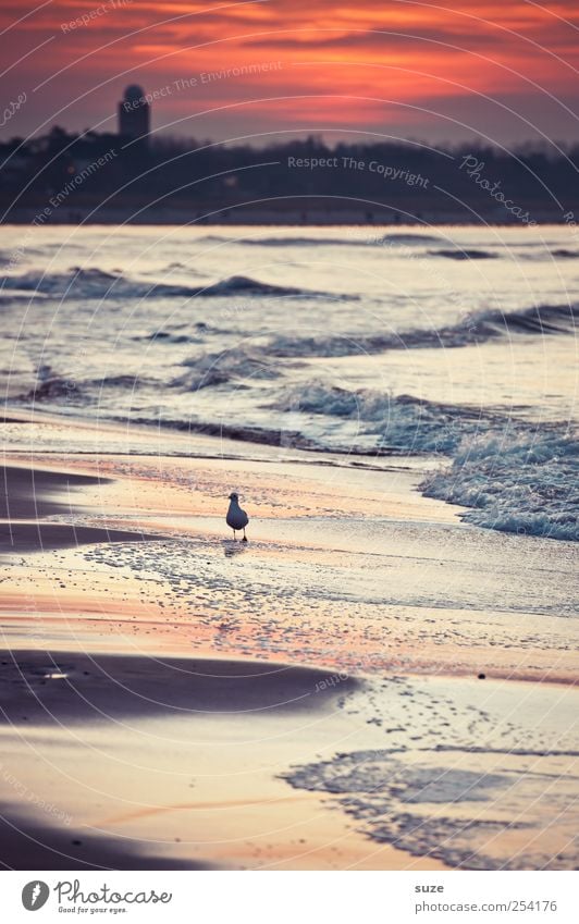 evening stroll Environment Nature Landscape Elements Sand Water Sky Weather Waves Coast Beach Baltic Sea Ocean Animal Wild animal Bird Seagull 1 Walking