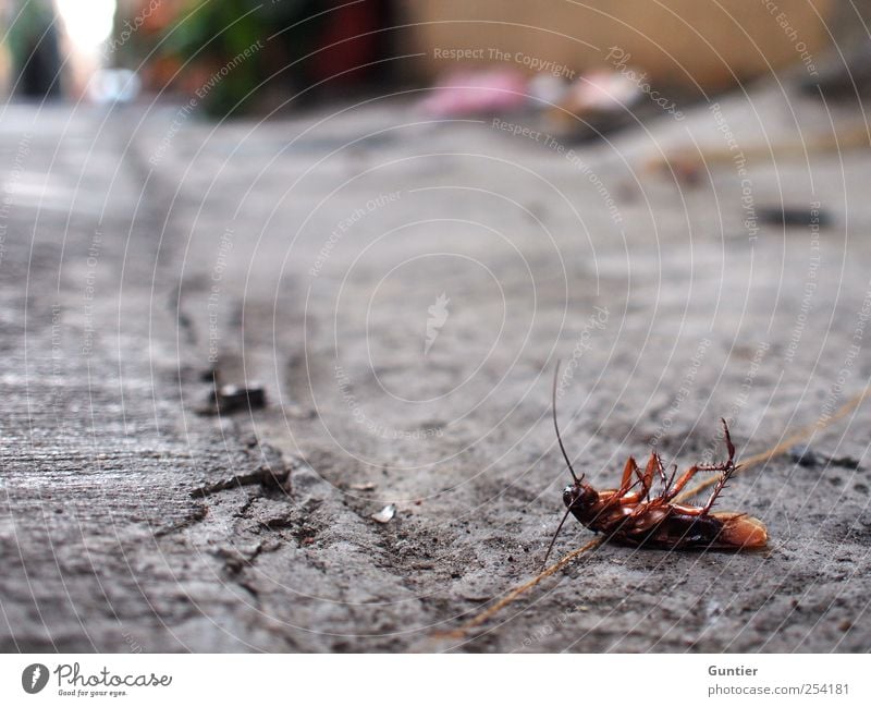 drunken cockroach Animal Dead animal 1 Brown Gray Black Street Pavement Oriental cockroach Death Insect Feeler Legs Disgust Asia Colour photo Multicoloured