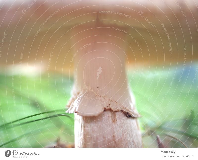 Natural sun hat Nature Plant Brown Gray Green Pink Black White Mushroom Mushroom cap Grass Blade of grass Stalk Bright Light brown Bright green Lamella