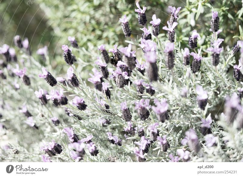 Purple, purple Nature Plant Spring Blossom Wild plant Fragrance Natural Green Violet Contentment Joie de vivre (Vitality) Flower Colour photo Subdued colour