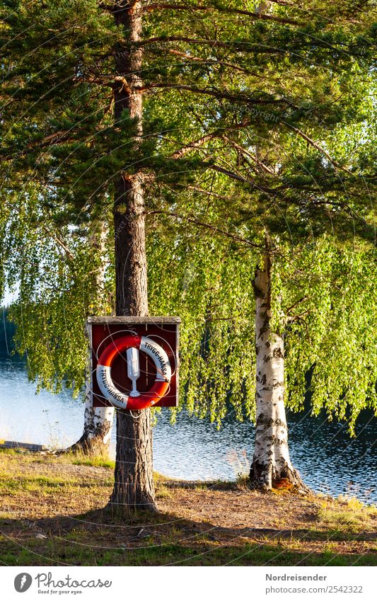 Swimming lake in Sweden Vacation & Travel Tourism Camping Summer Summer vacation Sun Water Beautiful weather Tree Forest Lakeside Swimming & Bathing Calm